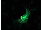 Mcherry - Model 0020 - Anti-mCherry Chicken Primary Antibody