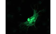 Mcherry - Model 0020 - Anti-mCherry Chicken Primary Antibody