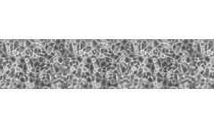 Upcyte - Model Hepatocytes - Expanded Primary Cells