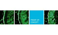 Efficacy Testing/Proof-of-Concept