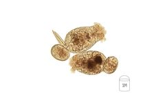 Planktovie - Model B003-P - Live Marine L­-Type Rotifers, 1 Million