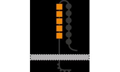 Model L1CAM - Cell Surface Protein