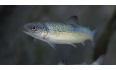 Water and wastewater treatment solutions for aquaculture industry