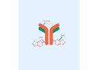 Antibody-Drug Conjugate - ADC