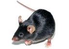 Taconic - Model Black 6 (B6NTac) - Inbred Mouse Model