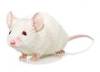 Swiss Webster - Outbred Mouse Model