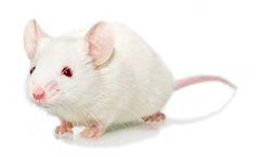 Swiss Webster - Outbred Mouse Model