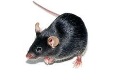 Taconic - Model B6.SJL - Congenic Mouse Model