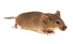 Taconic - Model B6129F1 - Hybrid Mouse Model