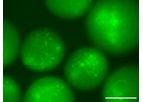 Systasy - Human Cellular & Humanized Mouse Models