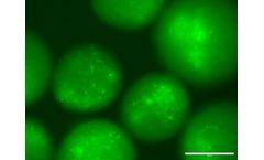 Systasy - Human Cellular & Humanized Mouse Models