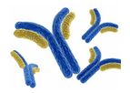 Abologix - Model Olfml3 - Olfactomedin-Like Protein 3 Antibodies for Cancer Patients