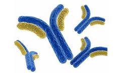 Abologix - Model Olfml3 - Olfactomedin-Like Protein 3 Antibodies for Cancer Patients