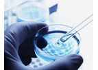 In Vitro Analysis