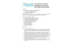 Culturing Glutamatergic Neurons for Imaging and Plate Reader - Datasheet