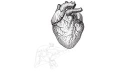 Lumen - Biologic Drug for Metabolic Disease