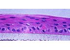 AvantBio - Reconstructed Human Cornea! Epithelium