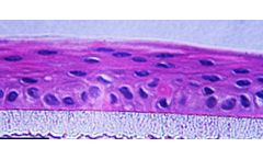 AvantBio - Reconstructed Human Cornea! Epithelium