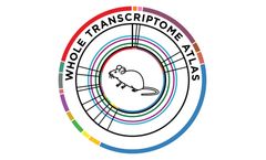 GeoMx - Mouse Whole Transcriptome Atlas RNA Assay