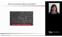Transfection 101-Striking the Balance - Video