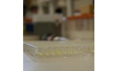 NeoClone - Robust Hybridomas Antibody  for Reliable Custom mAbs