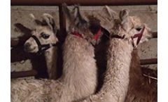 NeoClone - Camelid VHH Antibody Services