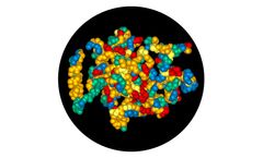 Model D - Protein Conjugate Vaccines
