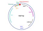 Clean Genome - Model pSX2 - Expression Vector