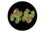 Model CRM197 - Protein
