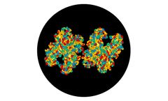 Model CRM197 - Protein
