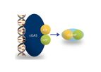 Recombinant Mouse cGAS Enzyme