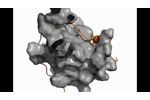 Chemokine structure - Video
