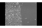 Protein Foundry Cell Migration - Video