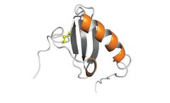 Protein Foundry - Model XCL1- PFP005 - Recombinant Human Lymphotactin Protein Cell