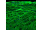 3Helix - Model F-CHP - Collagen Hybridizing Peptide, 5-FAM Conjugate
