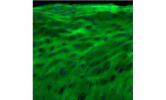 3Helix - Model F-CHP - Collagen Hybridizing Peptide, 5-FAM Conjugate