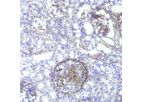 3Helix - Model B-CHP - Collagen Hybridizing Peptide, Biotin Conjugate