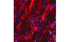 3Helix - Model R-CHP - Collagen Hybridizing Peptide, Cy3 Conjugate