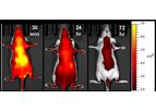 3Helix - Model sCy7.5-CHP - In vivo Collagen Hybridizing Peptides, sulfo-Cy7.5 Conjugates