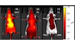3Helix - Model sCy7.5-CHP - In vivo Collagen Hybridizing Peptides, sulfo-Cy7.5 Conjugates