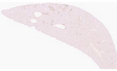 3Helix - Model Auto-CHP - Collagen Hybridizing Peptide, Biotin Conjugate for Automated Staining