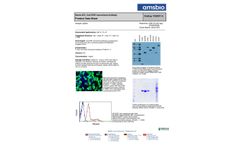 AMSBIO - Model TA50011-5 - Clone OTI4C5, Anti-DDK (FLAG) Monoclonal Antibody Datasheet