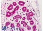 IHC-plus - Model LS-B1373 - Polyclonal Rabbit anti-Human IRS1 Antibody (IHC, IF, WB)
