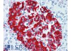 IHC-plus - Model LS-B2526 - Polyclonal Rabbit anti-Human Insulin Antibody (IHC, IF)