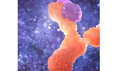 Antibodies