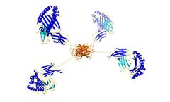 ProImmune - Human MR1 Tetramers