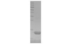 Fine Test - Recombinant Mouse TXN Protein
