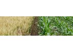 CCm - Food System