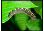 Green-Drop - Forest Tent Caterpillars and Trees and Shrubs