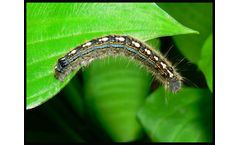 Green-Drop - Forest Tent Caterpillars and Trees and Shrubs